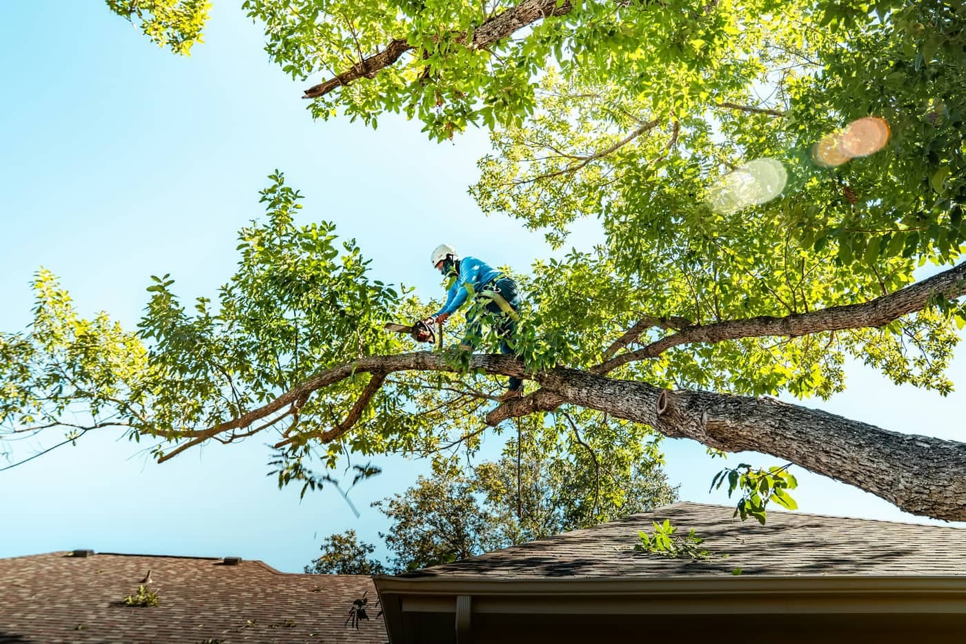 Stump Removal Tree Pruning Tree Transplanting Tree Service Tree Removal